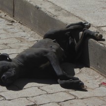 Lazy dog in Tupiza